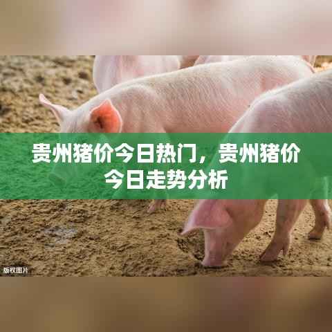 贵州猪价今日动态，走势分析与热门关注
