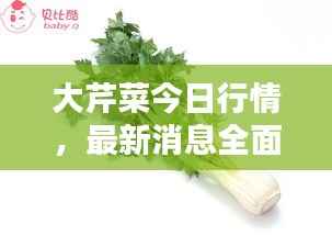 大芹菜今日行情，最新消息全面解析